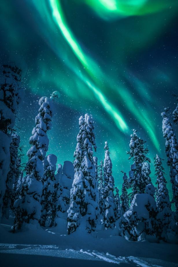 Nordlichter leuchten über einem verschneiten Wald.