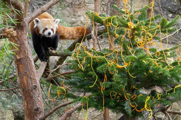 Tiergarten Schönnbrunn: Rote Pandas bekamen Weihnachtsbaum