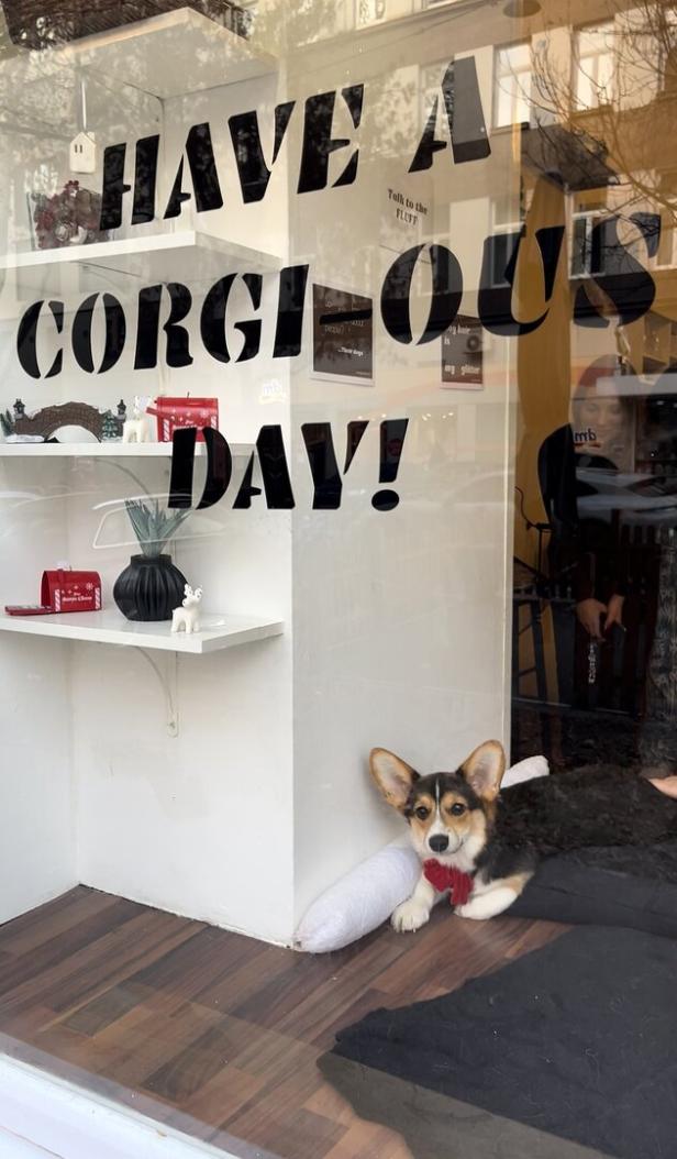 Wiener Corgi-Café ohne Corgis: Die Hunde müssen zu Hause bleiben