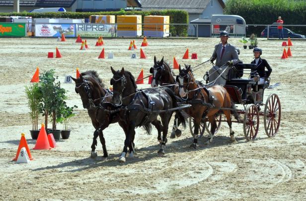 Schock über tragischen Tod des Kutschenfahr-Staatsmeisters Schlögelhofer