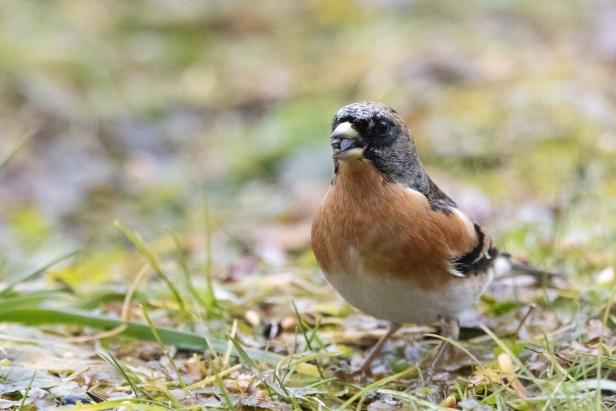 Stunde der Wintervögel:  Zähl mal, wer da zwitschert