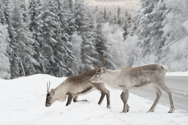 Unterwegs durch Schnee und Eis: Drei traumhafte Winter-Roadtrips