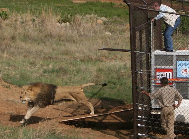 Alles für die (große) Katz: Letzter Löwe des Safariparks Gänserndorf gestorben