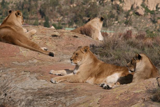 Alles für die (große) Katz: Letzter Löwe des Safariparks Gänserndorf gestorben