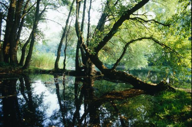 Nationalpark Donau-Auen: Wildes Paradies