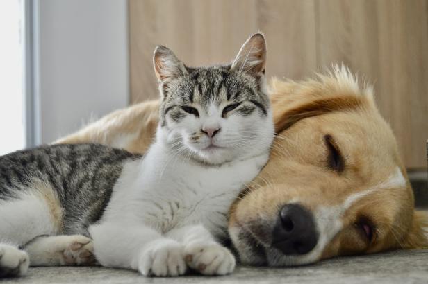 Eine Katze kuschelt sich an einen Hund.