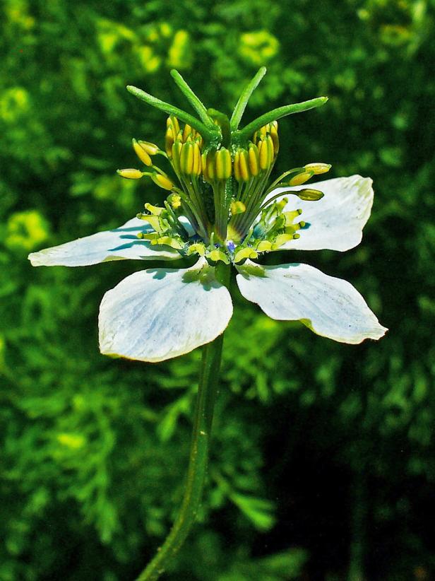 Schwarzkümmel (Nigella sativa) in voller Blüte.