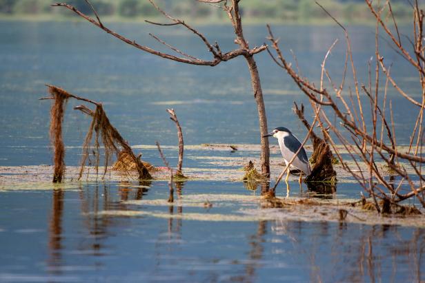 Ein Nachtreiher steht im flachen Wasser eines Sees.