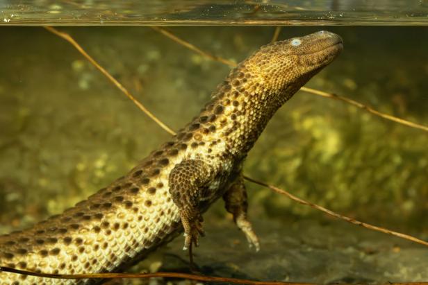 "Kleine Drachen" erstmals in Schönbrunn zu besichtigen