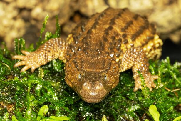 "Kleine Drachen" erstmals in Schönbrunn zu besichtigen