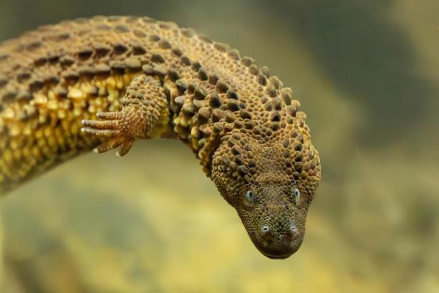 "Kleine Drachen" erstmals in Schönbrunn zu besichtigen