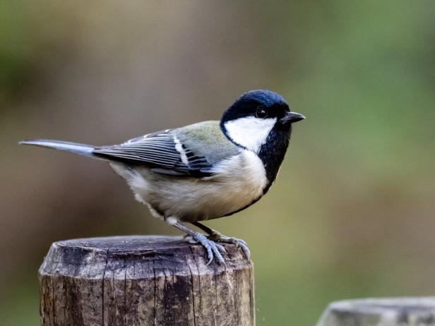 Parus minor Japanese tit on a fence post 3