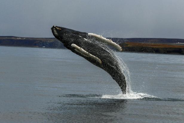 Humpback whale in Iceland