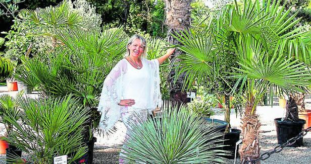 Palmwedel trocknen ein: So wird die Pflanze wieder gestärkt