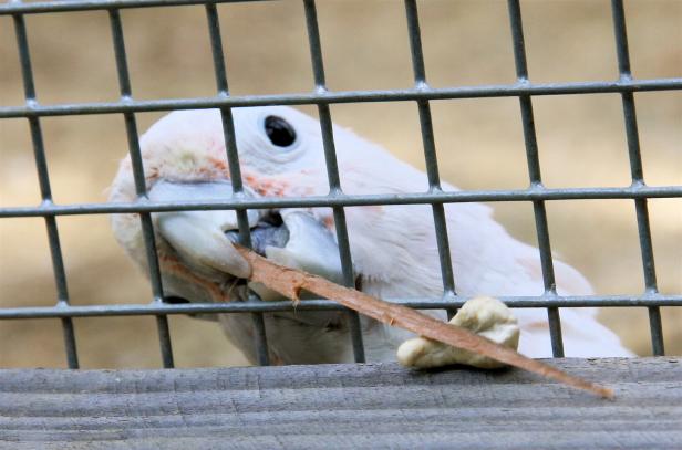 Vom Affen bis zum Vogel: So erfinderisch sind Tiere