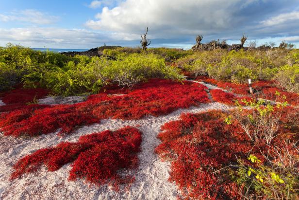 Rote Sesuvium-Pflanzen bedecken den Boden auf Floreana, Galapagos.