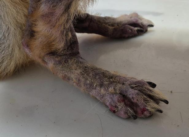 Passantin rettete in OÖ kranken Schäferhund "Enzo"