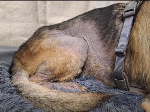 Passantin rettete in OÖ kranken Schäferhund "Enzo"