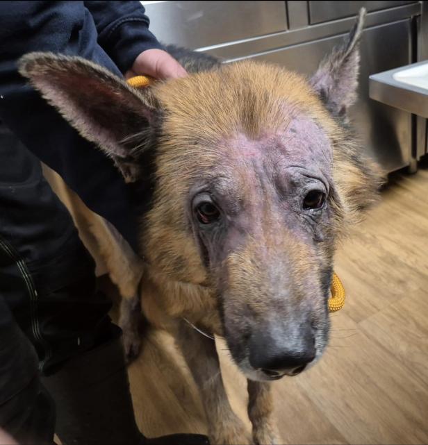 Passantin rettete in OÖ kranken Schäferhund "Enzo"