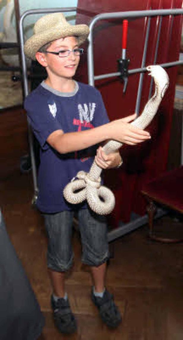 Ein Junge mit Hut und Brille hält eine Albino-Kobra in den Händen.