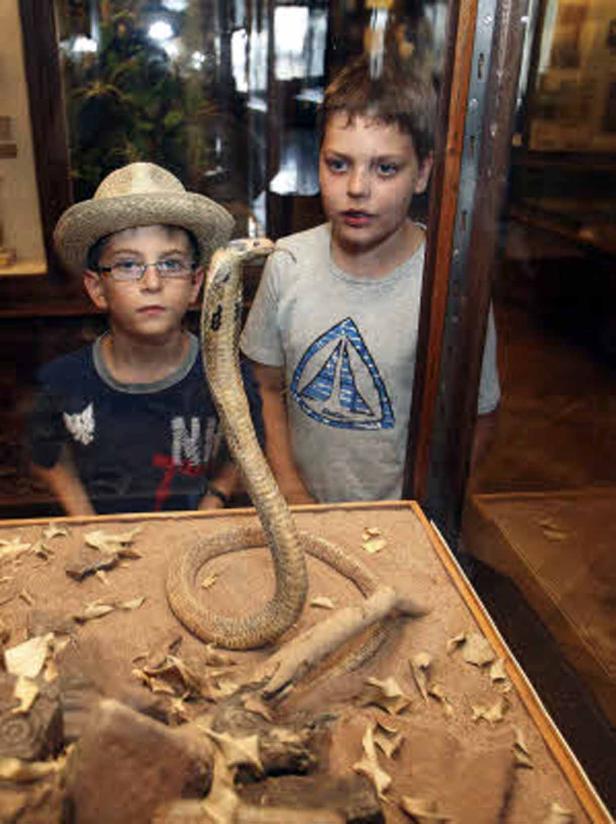 Zwei Jungen betrachten eine ausgestellte Kobra in einem Museum.
