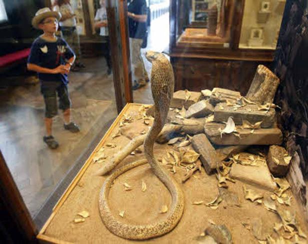 Ein Junge betrachtet eine Kobra in einem Museum hinter einer Glasscheibe.