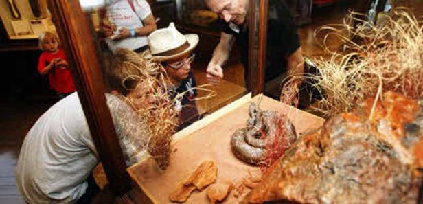 Besucher betrachten eine Ausstellung mit einer Schlange und Artefakten in einem Museum.