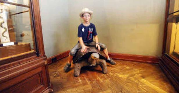 Ein Junge mit Hut reitet auf einer Riesenschildkröte in einem Museum.