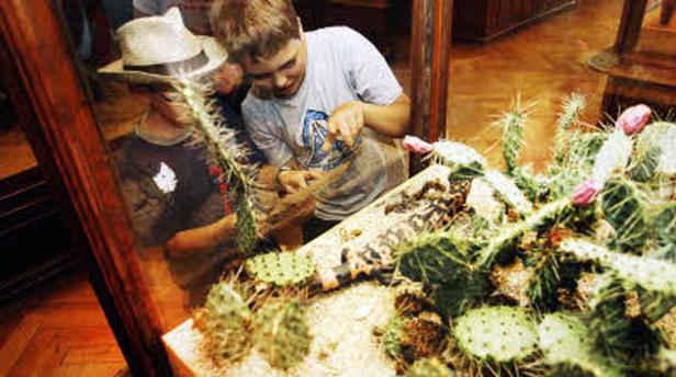 Zwei Jungen betrachten eine Wüstentierszene mit Kakteen und einer Echse in einem Terrarium.
