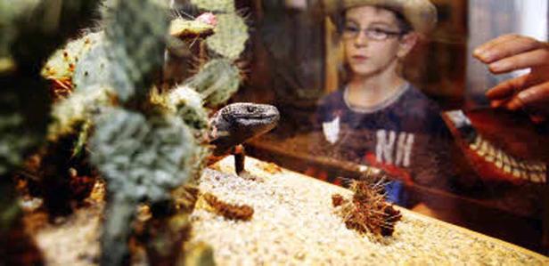 Ein Junge betrachtet einen Gila-Krustenechse in einem Terrarium.