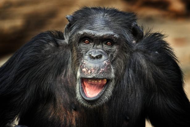 Tierische Spaßvögel: Diese Arten lachen und haben Humor