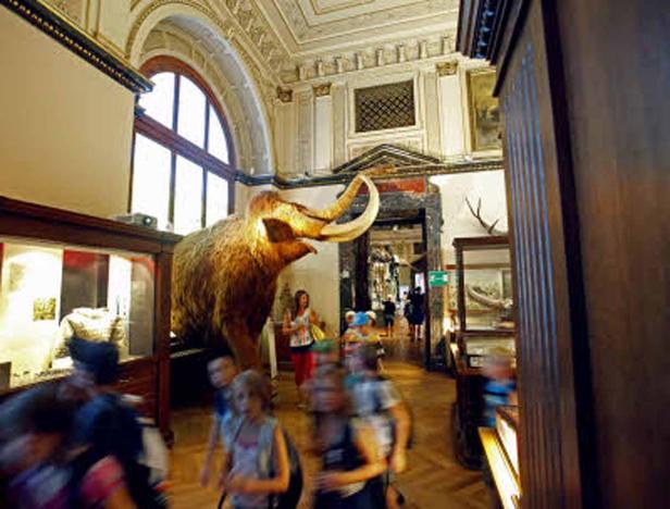 Ein Mammut-Skelett steht in einem Museum, umgeben von Besuchern.