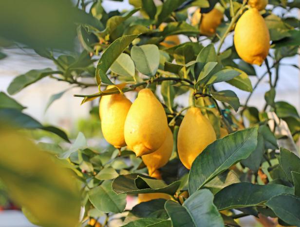Viele Zitronen hängen auf den Ästen eines Baumes.