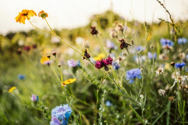 Beautiful wild flowers in a meadow