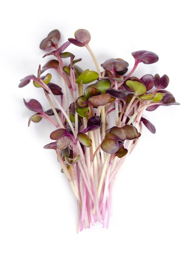 Ein Bund Radieschen-Microgreens mit violetten Blättern auf weißem Grund.