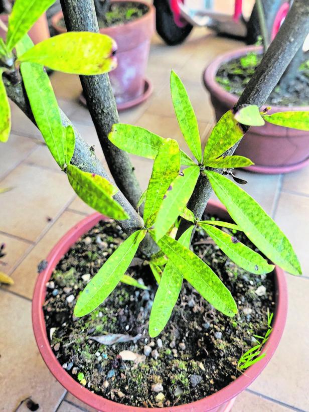 Von Frost bis Frühling: So überwintern Sie Oleander richtig