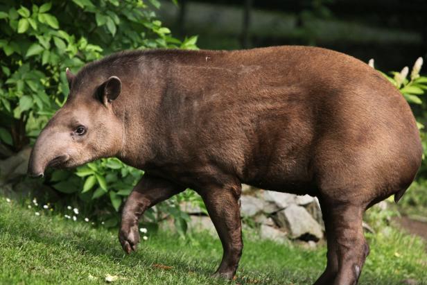 Ein brauner Tapir geht auf einer grünen Wiese.