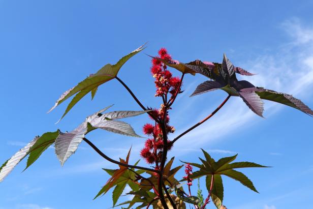 Ein Rizinusstrauch mit roten, stacheligen Fruchtständen vor blauem Himmel.