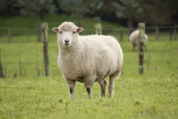 Sheep Baumeister der Natur: Tiere gestalten die Landschaft mehr als gedacht