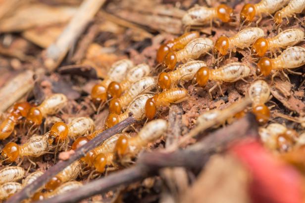 termites Baumeister der Natur: Tiere gestalten die Landschaft mehr als gedacht
