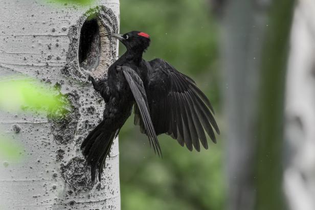 Black woodpecker female on nest (Dryocopus martius) Baumeister der Natur: Tiere gestalten die Landschaft mehr als gedacht
