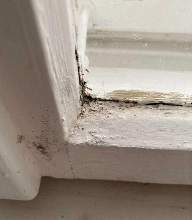 Schimmel im Gemeindebau: Volksanwältin kritisiert Wiener Wohnen