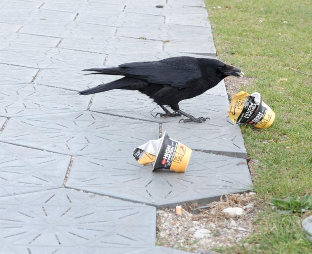 „. . . dann fressen ihn die Raben!“ Den nicht sauber getrennten Plastikmüll nämlich