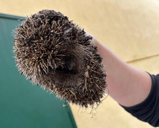 Igel steckte fest: Feuerwehr grub ihn samt Abflussrohr in Laxenburg aus