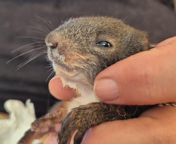 Wie eine Katze zur Retterin eines Eichhörnchenbabys wurde