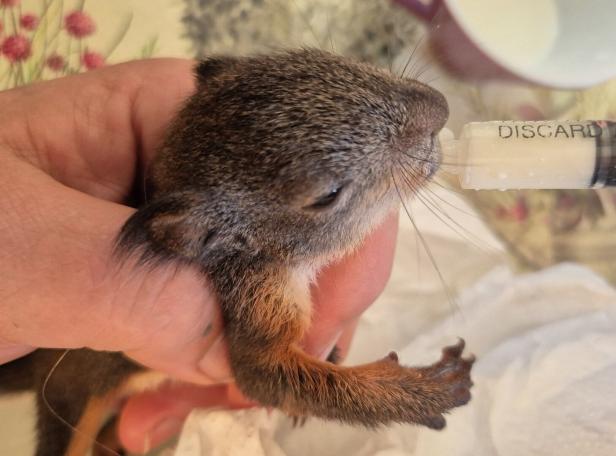 Junges Eichhörnchen bekommt Fläschchen