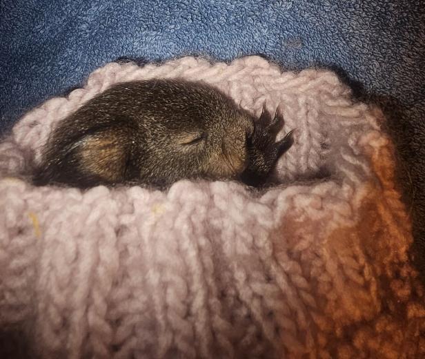 Wie eine Katze zur Retterin eines Eichhörnchenbabys wurde
