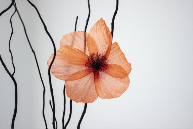 Eine orangefarbene Mohnblume mit dunklen Stielen vor einem weißen Hintergrund.