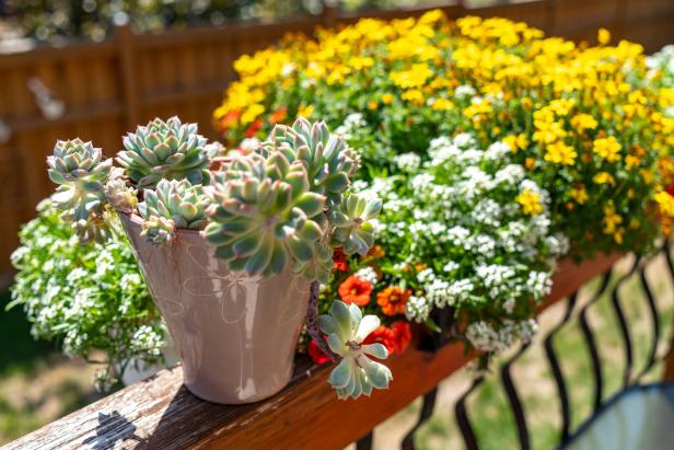 Zehn neue Gartenregeln, die Hobbygärtner jetzt befolgen müssen