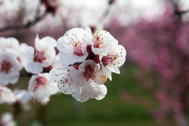 AUSTRIA-AGRICULTURE-NATURE-SPRING-APRICOT Nach Felssicherung in der Wachau: Aggsteiner Straße wird geöffnet